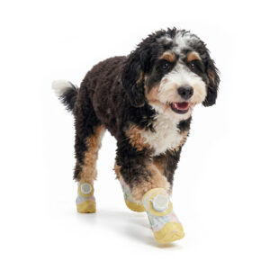 A tri-color Bernedoodle walking forward wearing pastel yellow stay-on dial-system puppy shoes with yellow outsoles.