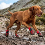 A brown Vizsla sprinting through a muddy mountain trail wearing red stay-on dog shoes for active dogs.