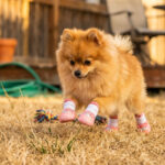 A fluffy orange Pomeranian leaping high in a dry grassy yard wearing cute pink stay-on double-strap puppy shoes.