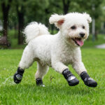 A white Bichon Frise dog running fast over lush wet park grass wearing retro black checker printed puppy shoes.