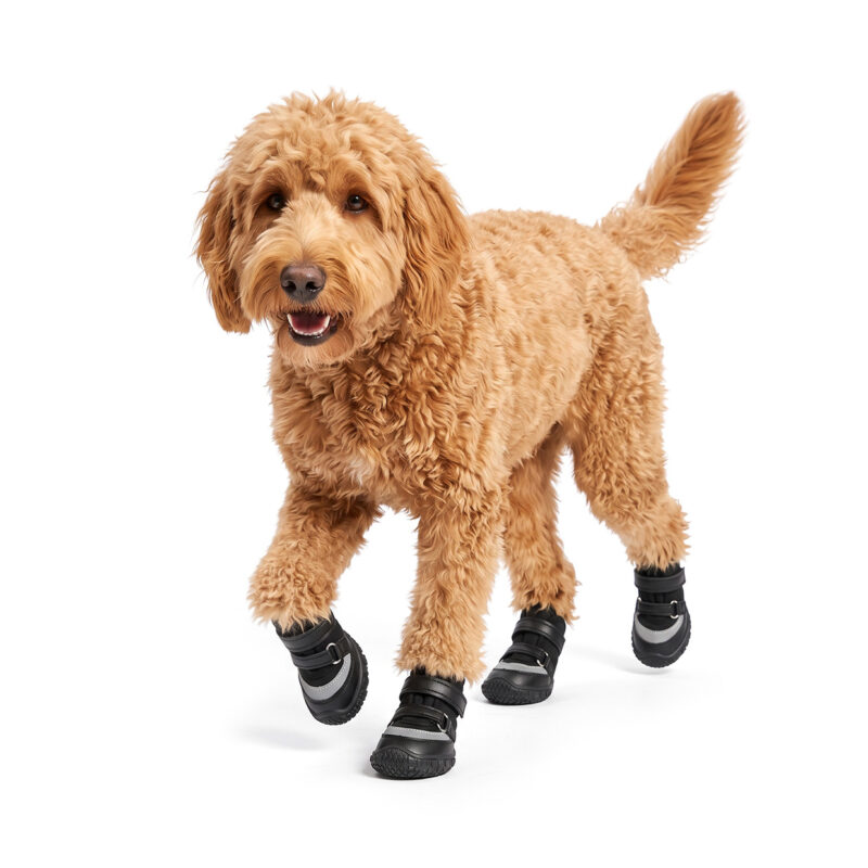 An apricot Goldendoodle moving forward on a white background wearing stealth black stay-on double velcro dog shoes.