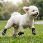 A curly black Poodle galloping forward on a wet muddy trail wearing stealth black stay-on double velcro dog shoes.