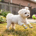 A small white Maltese dog jumping to catch a tennis ball on backyard grass wearing yellow stay-on mesh dog shoes.