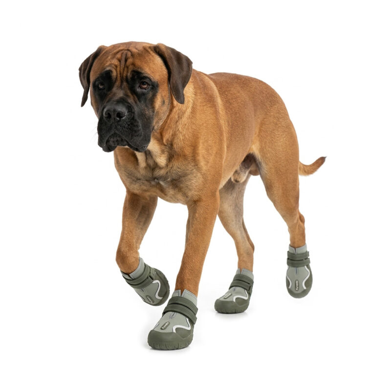 Green Stay-On Sports Dog Shoes on Mastiff A heavy Mastiff dog stepping forward wearing green stay-on shoes for large dogs with protective toe caps.