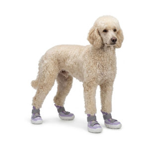 Purple Stay-On Summer Dog Sandals on Poodle A cream Standard Poodle standing tall wearing purple stay-on summer shoes for dogs with white outsoles.