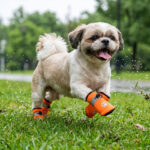A small Shih Tzu dog sprinting dynamically across wet grass wearing fruit orange stay-on winter shoes for small dogs.