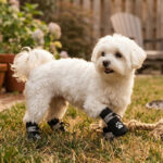 A small white Maltese dog standing on backyard grass wearing obsidian black winter water-resistant fleece dog shoes.