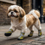A Shih Tzu dog walking confidently along an urban stone pavement sidewalk wearing yellow tiger stripe water-resistant outdoor shoes for small dogs.