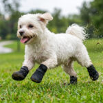 A small white Maltese dog running happily through rain water drops on lawn grass wearing stealth black dog boots.