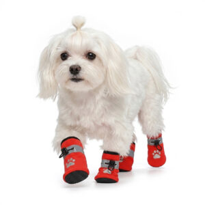 A small white Maltese dog walking forward wearing pomegranate red water-resistant soft-sole paw protectors with silver strips.