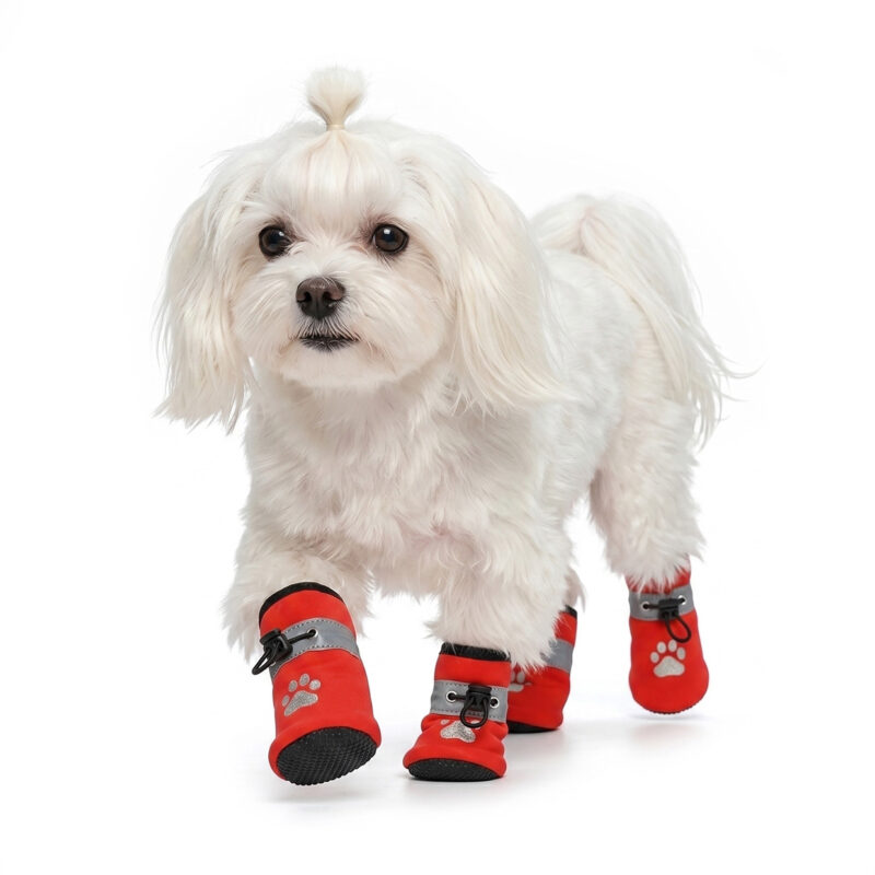 A small white Maltese dog walking forward wearing pomegranate red water-resistant soft-sole paw protectors with silver strips.