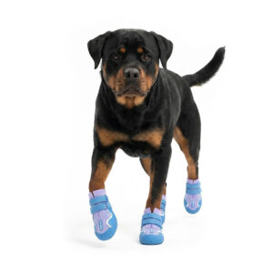 Purple Water-Resistant Sports Dog Shoes on Rottweiler A black and tan Rottweiler walking forward wearing purple and blue water-resistant sports dog shoes with dual bands.