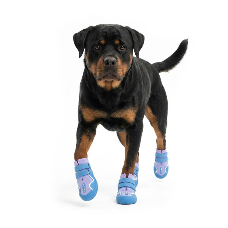 Purple Water-Resistant Sports Dog Shoes on Rottweiler A black and tan Rottweiler walking forward wearing purple and blue water-resistant sports dog shoes with dual bands.