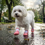 A small white Maltese dog pacing forward over a wet park sidewalk asphalt path wearing pink checker shoes.