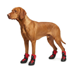 A brown Vizsla dog standing while wearing red waterproof dial-fit dog shoes with secure rotary closure systems.