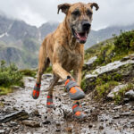 A large brindle Great Dane sprinting down a rocky wet mountain path wearing orange waterproof high-top dog shoes.