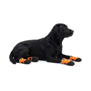 A black labrador lying down relaxed showcasing four orange waterproof neoprene dog shoes with soft black soles.