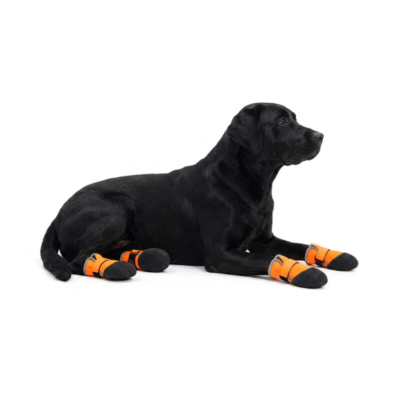 A black labrador lying down relaxed showcasing four orange waterproof neoprene dog shoes with soft black soles.