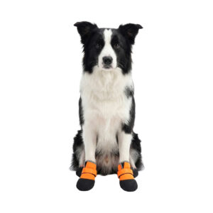 A border collie sitting down wearing orange waterproof neoprene dog shoes looking directly ahead.
