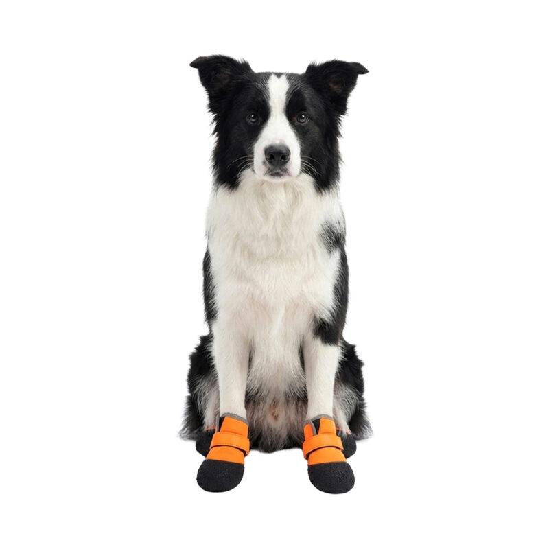 A border collie sitting down wearing orange waterproof neoprene dog shoes looking directly ahead.