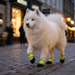 A white samoyed walking on a city cobblestone street wearing lime green waterproof neoprene dog shoes.
