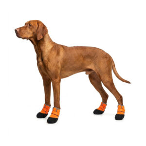 A brown hound standing proud wearing four orange waterproof neoprene dog shoes on a clean white background.