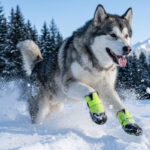 An alaskan malamute sprinting through white snow banks wearing green waterproof neoprene dog shoes.
