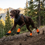 A brown dog running fast on a rugged trail wearing protective orange waterproof neoprene dog shoes.