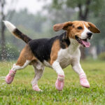 An active Beagle dog sprinting happily across a green grass field during a rainy day wearing pink waterproof warm dog shoes.