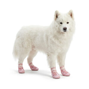 Pink Waterproof Warm Dog Shoes A fluffy white Samoyed dog standing while wearing pink waterproof warm dog shoes on a seamless white background.