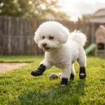 A fluffy white Bichon Frise dog trotting across a backyard lawn wearing stealth black easy-on small dog shoes.