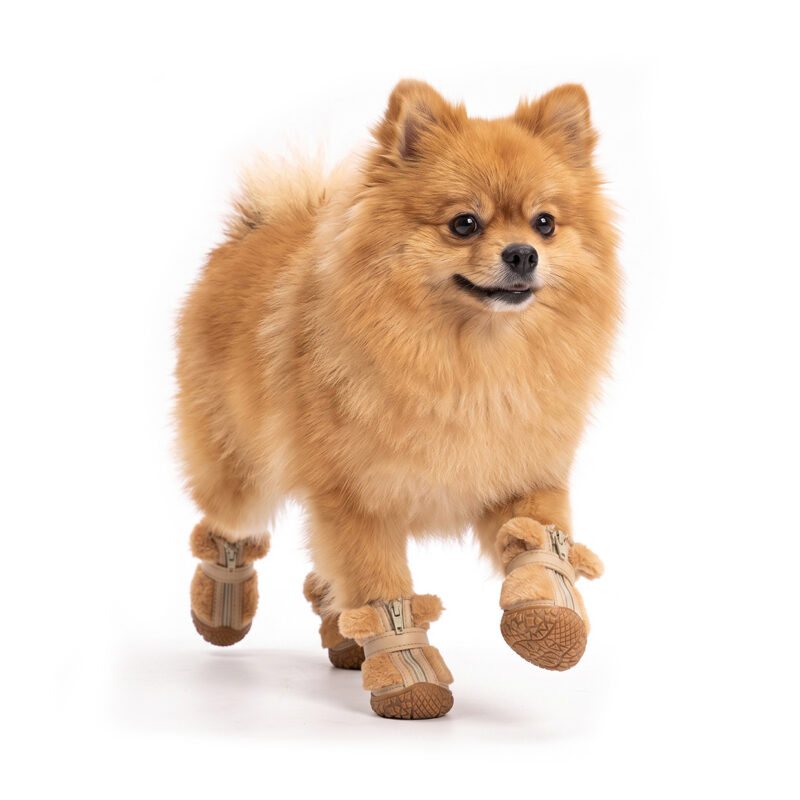 A fluffy orange Pomeranian dog moving forward wearing camel tan printed winter-warm dog shoes with brown soles.