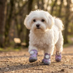 A small white Maltese dog pacing forward over a sunlit dirt park path wearing taro purple winter waterproof dog shoes.