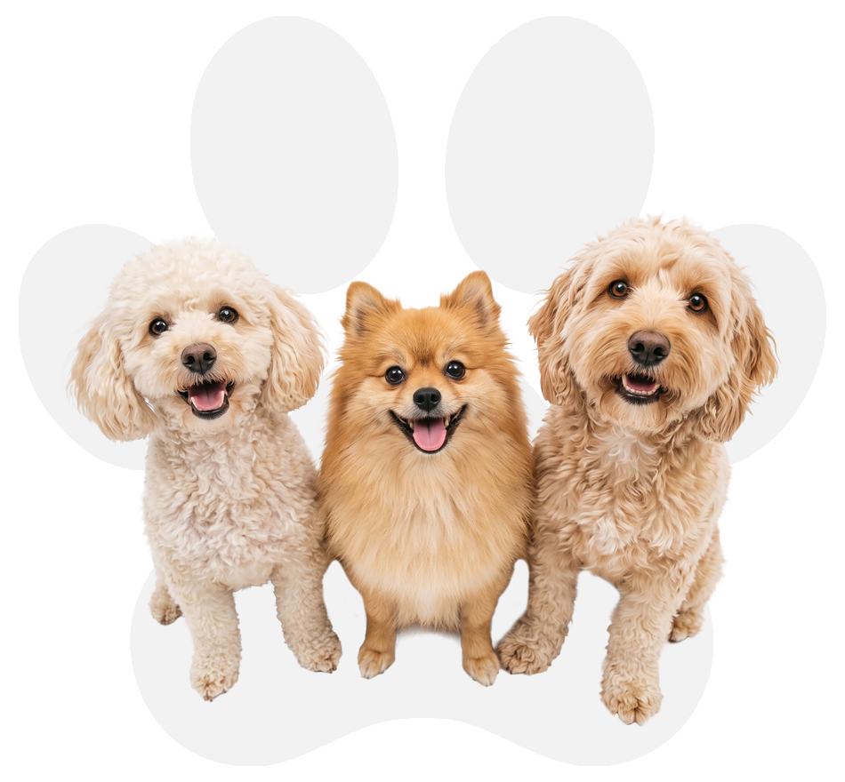Three happy dogs looking up at the camera, representing Paw Clad's About Us commitment to durable, weather-resistant protective gear built to last.