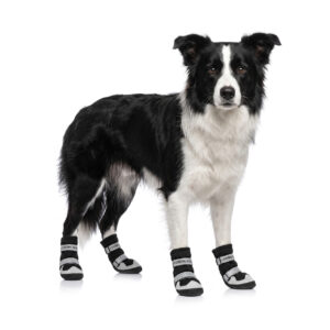 Adjustable Large Dog Walking Shoes On Border Collie Border Collie showcasing black and cream adjustable large dog walking shoes with secure double strap wraps.