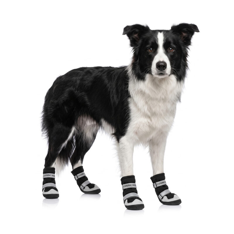 Adjustable Large Dog Walking Shoes On Border Collie Border Collie showcasing black and cream adjustable large dog walking shoes with secure double strap wraps.