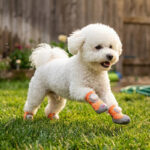 A small white Bichon Frise dog running fast over lush park lawn grass wearing tangerine orange airflow circulation dog footwear.