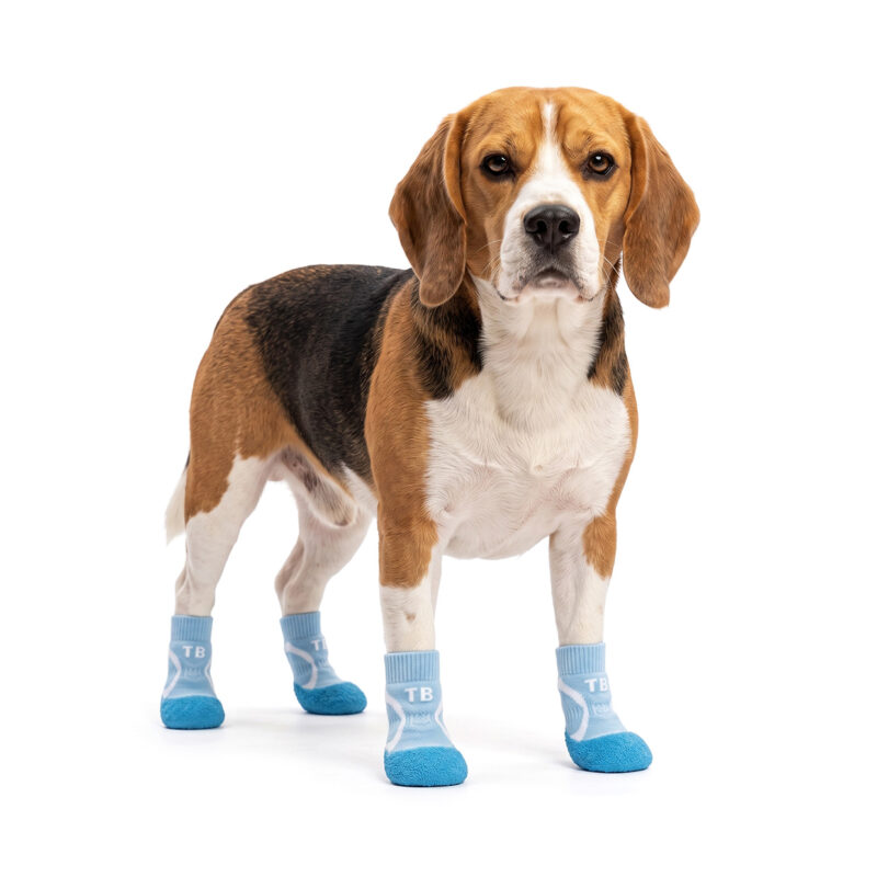A tricolor Beagle standing alert wearing sky blue all-weather paw protectors with molded waterproof rubber bases.