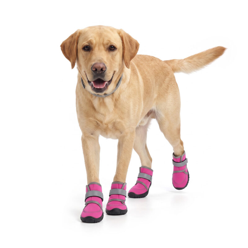 All-Weather Protective Boots On Labrador Retriever Yellow Labrador walking in fuchsia pink all-weather protective boots with double wrap reflective straps.