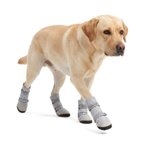 All-Weather Protective Shoes On Labrador Retriever Yellow Labrador walking in silver gray all-weather protective shoes featuring high elastic soft latex soles.