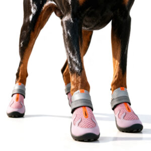 Athletic Doberman Wearing Anti-Slip Dog Shoes With Rubber Sole Doberman Pinscher front legs standing in blush pink anti-slip dog shoes with rubber sole for outdoor stability.