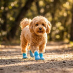 Fluffy poodle trotting down a sunny forest dirt trail wearing sky blue anti-slip textured dog socks.