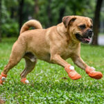 A fawn Pug dog leaping through rain water droplets on a lawn wearing tangerine orange anti-slip wet walking dog shoes.