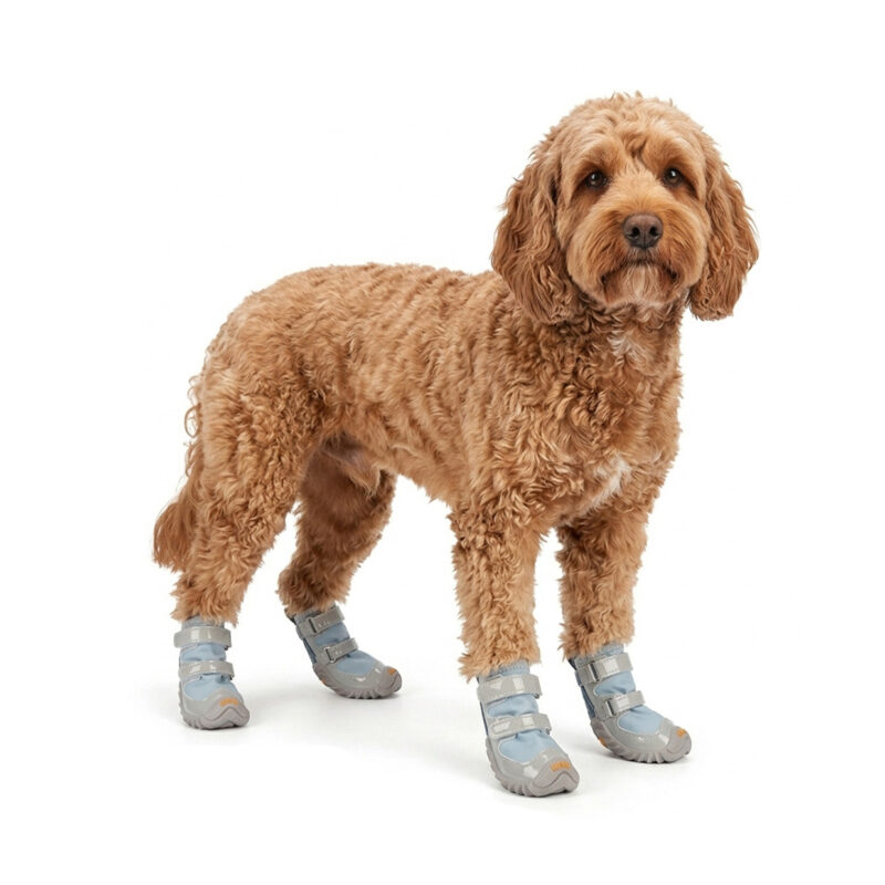 Golden doodle standing confidently while wearing macaron blue anti-slip windproof dog shoes with double straps.