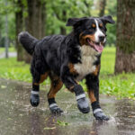 Bernese Mountain Dog trotting on rain slick pavement wearing grey knit cuff winter boots for large dogs.