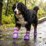 Bernese Mountain Dog walking on wet park pavement wearing pink winter-warm dog boots on a rainy day.