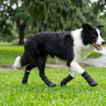 Active Border Collie running on wet grass wearing stealth black anti-slip rubber sole boots with straps.