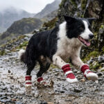 Active Border Collie sprinting across a muddy slate trail wearing crimson red drawstring fleece dog boots.