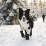 Active Border Collie sprinting across a snowy forest trail wearing stealth black fleece lined dog boots.