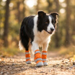 Active Border Collie walking on a sunlit gravel trail wearing tangerine orange lightweight ripstop dog boots.